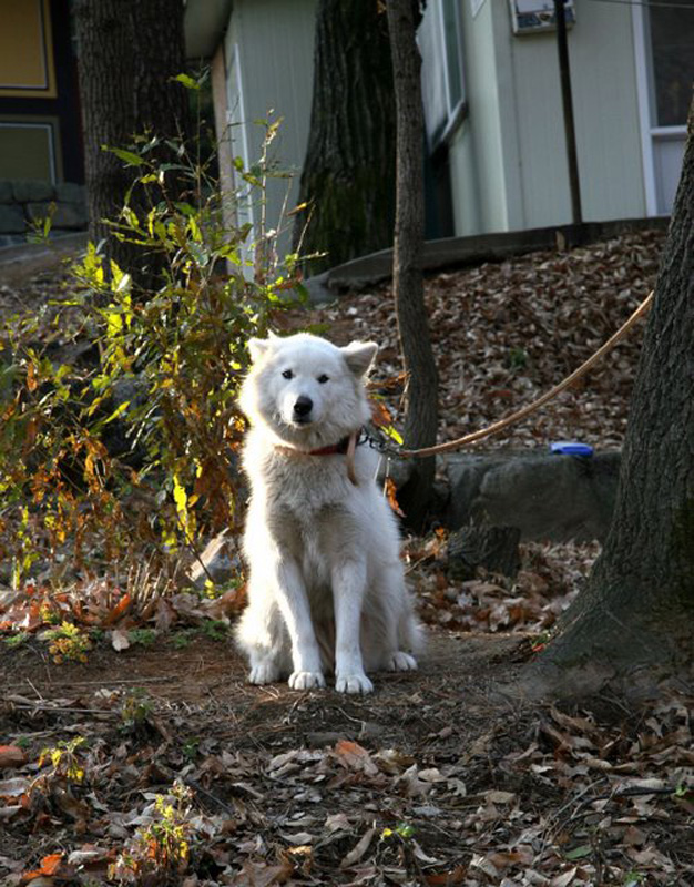 South Korea - a temple dog