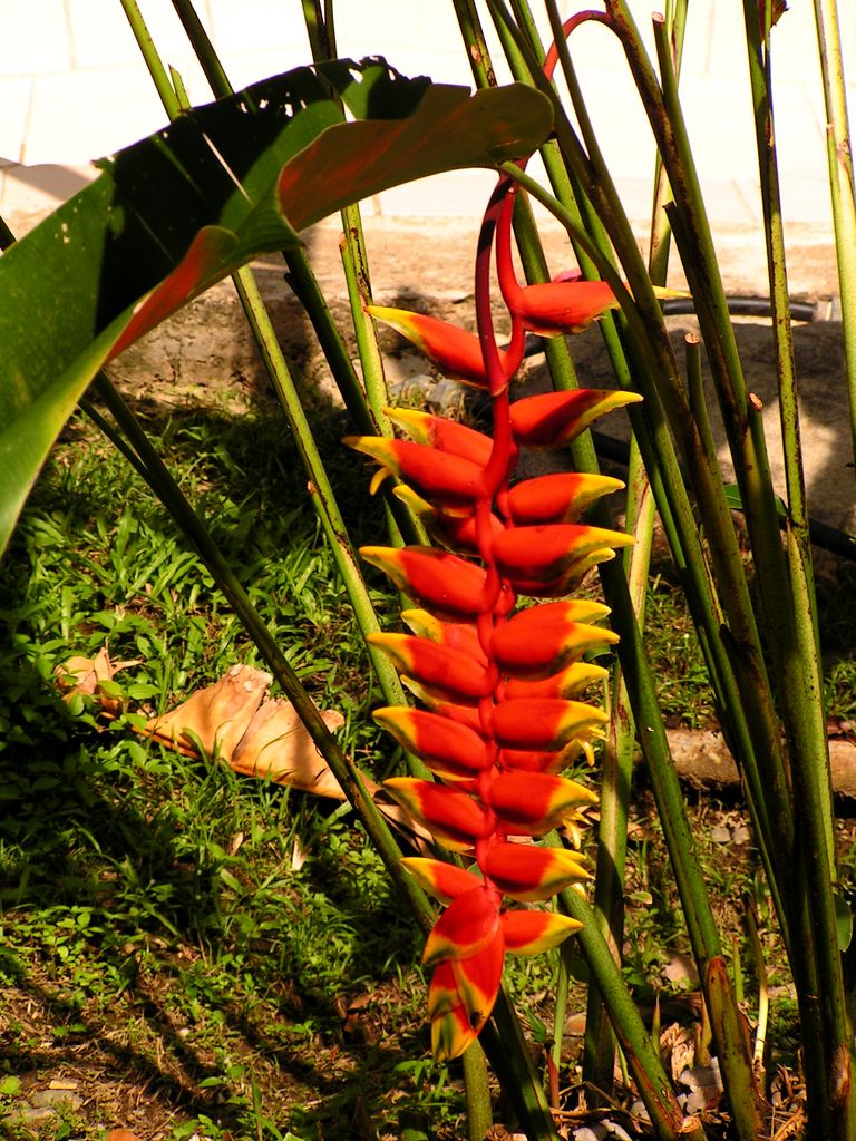 Malaysia - Borneo flora 07