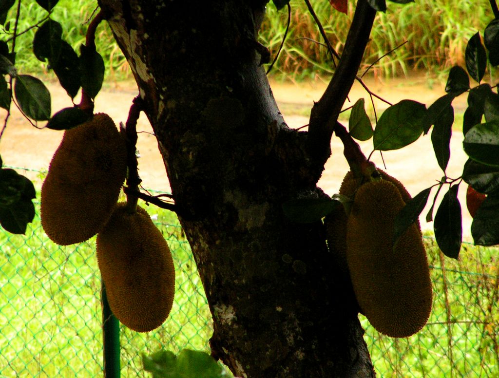 Malaysia - a durian tree in Borneo